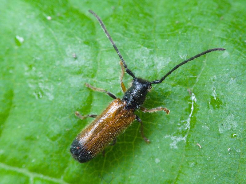 Tetrops praeustus (Linnaeus, 1758)